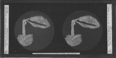 prenten adlib\P14231.jpg; P14231; ;